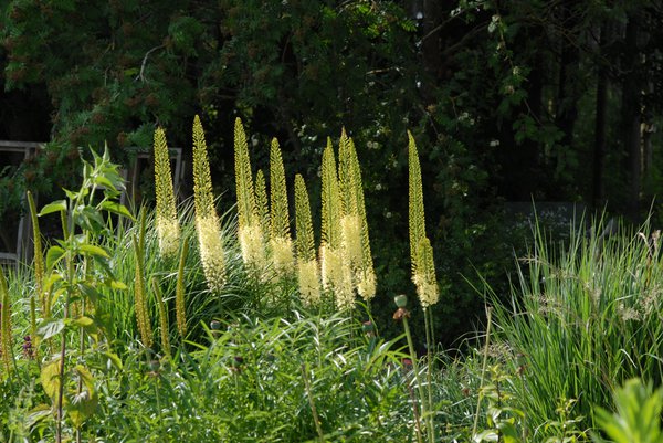 planter des eremurus