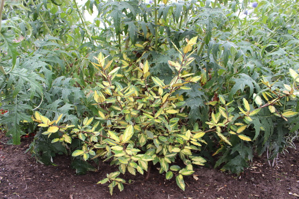 Plante &eacute;tablie dans le jardin, cr&eacute;er un jardin-for&ecirc;t