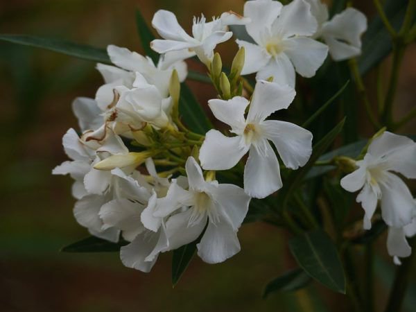 Laurier-rose feuilles jaunes