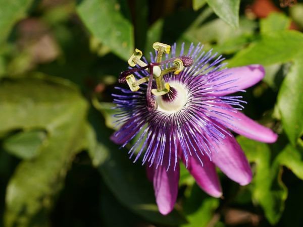 Passiflore rustique