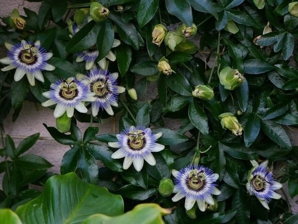 Passiflore rustique