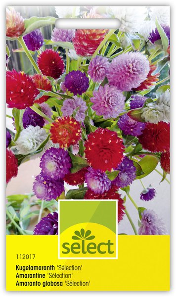 Kugelamaranth 'S�lection'