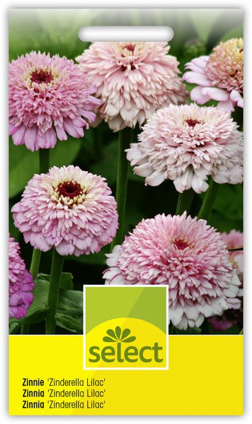 Zinnie 'Zinderella Lilac'