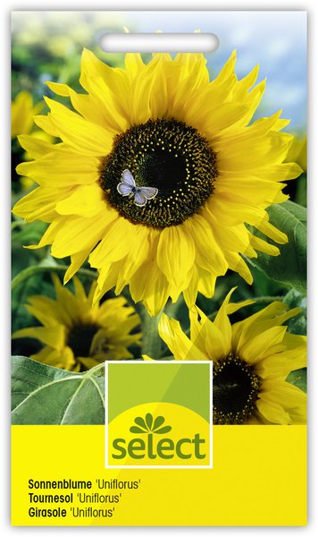 Sonnenblume 'Uniflorus'