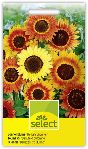 Sonnenblume 'Herbstsch�nheit'