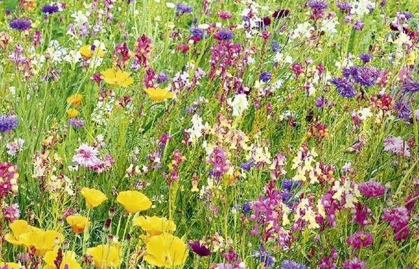 Prairie fleurie Dolce Vita, insectes utiles