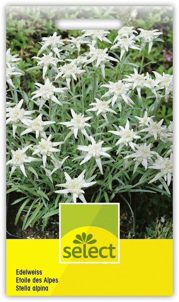 Edelweiss