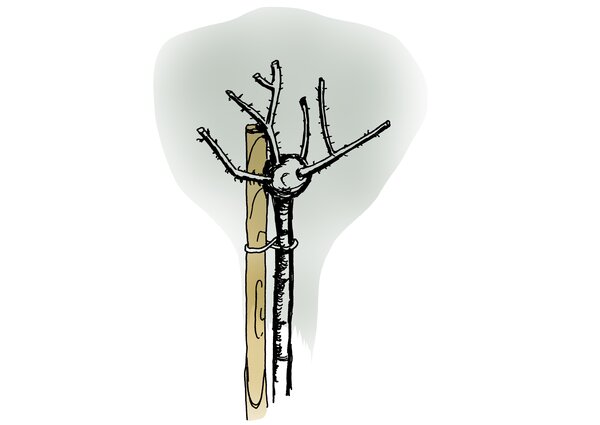 Roses, petits troncs, protection hivernale, croquis, illustration, dessin
