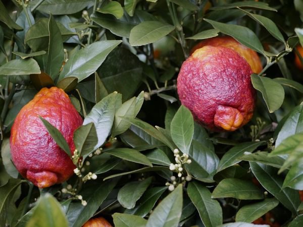 Le citronnier ne fleurit pas