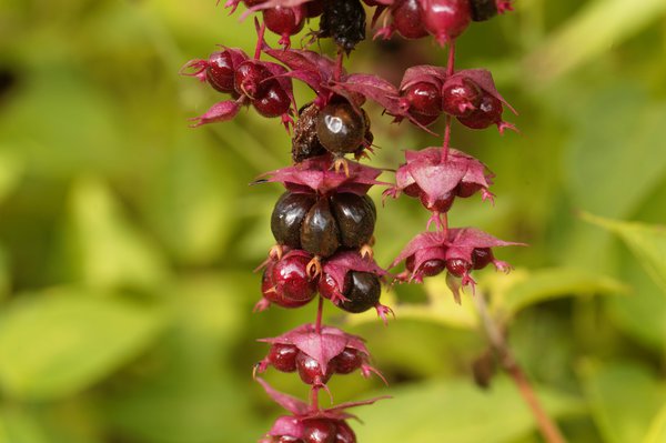 Arbre aux faisans (Leycesteria formosa), arbustes &agrave; fleurs