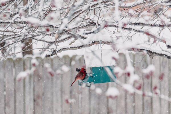 Oiseau en hiver pr&egrave;s de la mangeoire