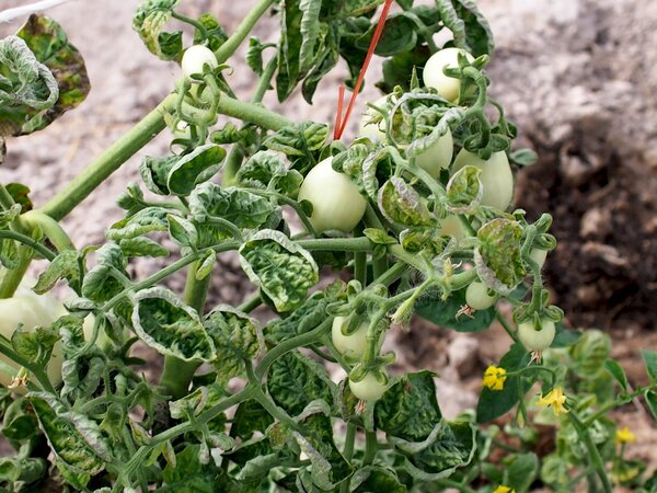 Tomatenblattkr&auml;uselvirus, Virus des feuilles jaunes en cuill&egrave;re de la tomate