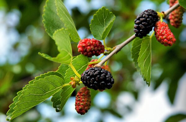 M&ucirc;rier noir, Morus nigra, shutterstock