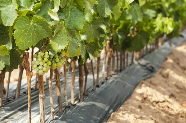 Vignes, jeunes plants de vigne, greff&eacute;s