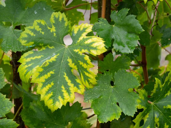 Vigne, vin, Vitis vinifera, manque de fer, chlorose