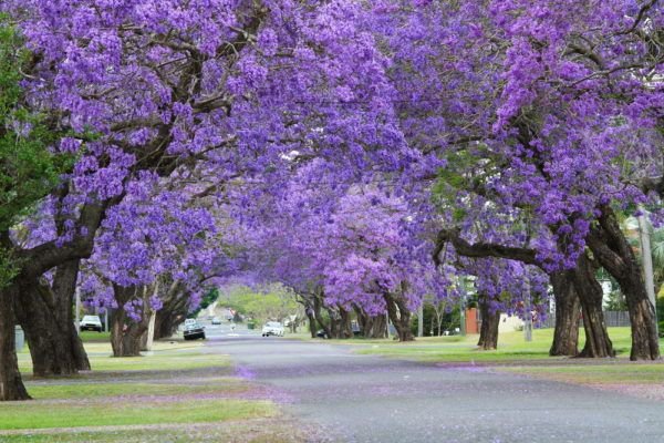 Jacaranda en pleine floraison