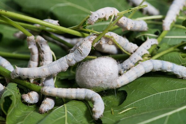 Histoire culturelle du m&ucirc;rier, m&ucirc;rier blanc, Morus alba, ver &agrave; soie, Bombyx mori, soie