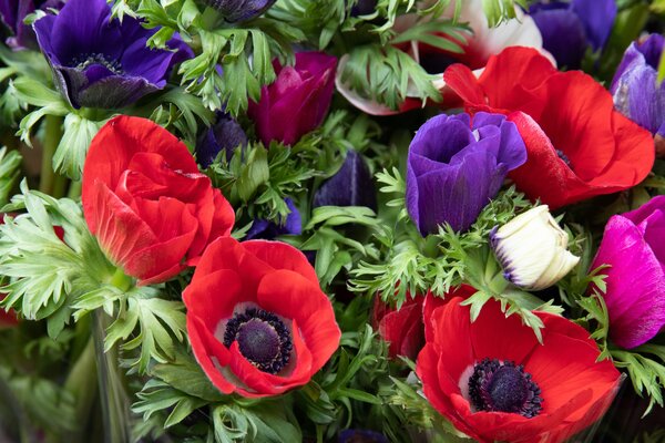 Acheter des an&eacute;mones couronn&eacute;es, Anemone coronaria