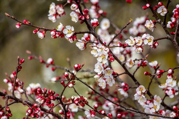 Abricotier, Prunus armeniaca, fleur d'abricot, gel&eacute;es tardives