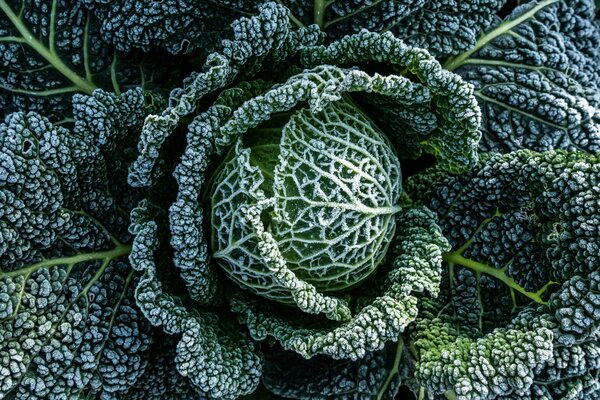 L&eacute;gumes d'hiver, chou, Chou de Milan, hiver
