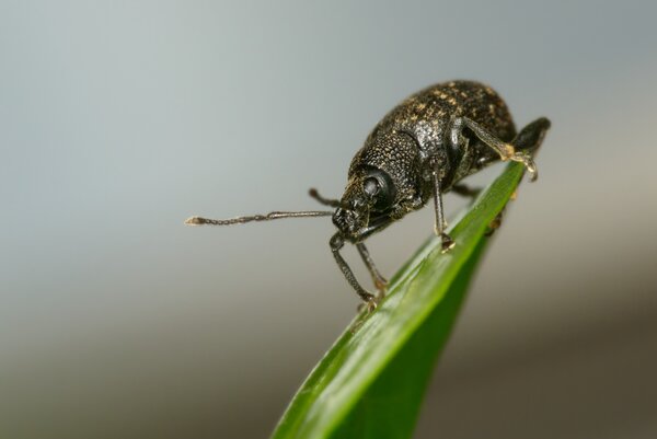 Charan&ccedil;on, Otiorhynchus sulcatus, col&eacute;opt&egrave;re adulte