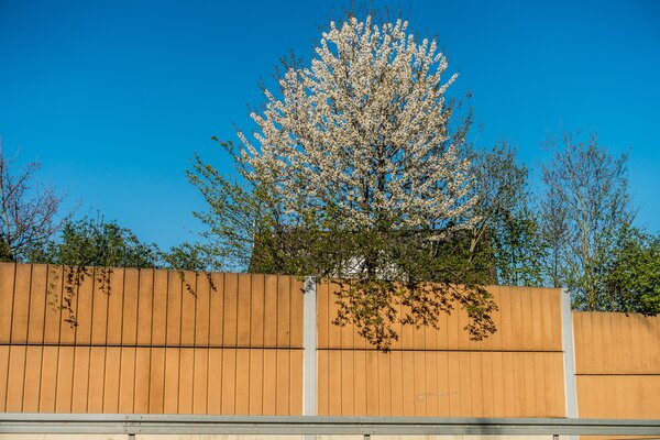 Distances de plantation &agrave; respecter par rapport aux limites du terrain, Arbres