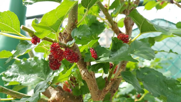 M&ucirc;re rouge, Morus rubra