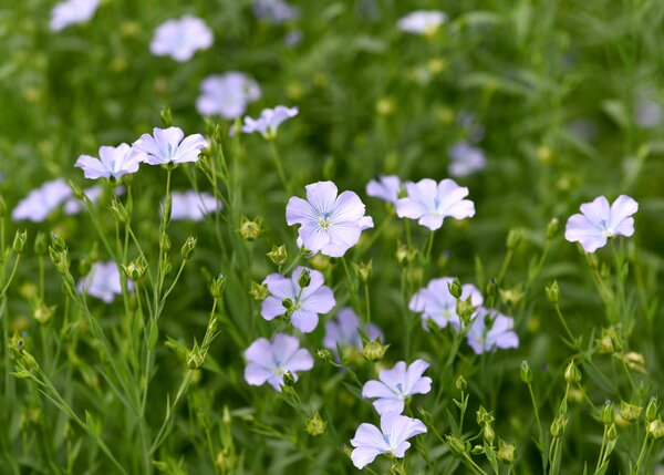 Graines de lin Linum perenne