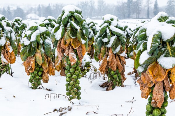L&eacute;gumes d'hiver, chou, chou de Bruxelles
