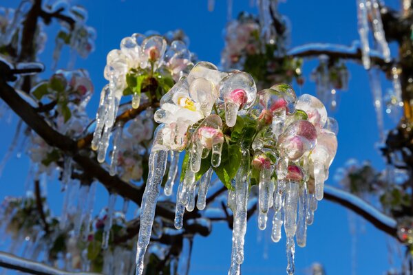 Fleur de pommier, givre, gel&eacute;es tardives