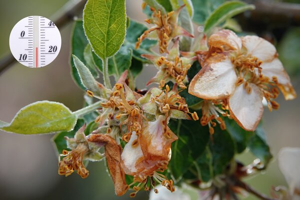 Fleur de pommier, d&eacute;g&acirc;ts caus&eacute;s par le gel, gel&eacute;es tardives