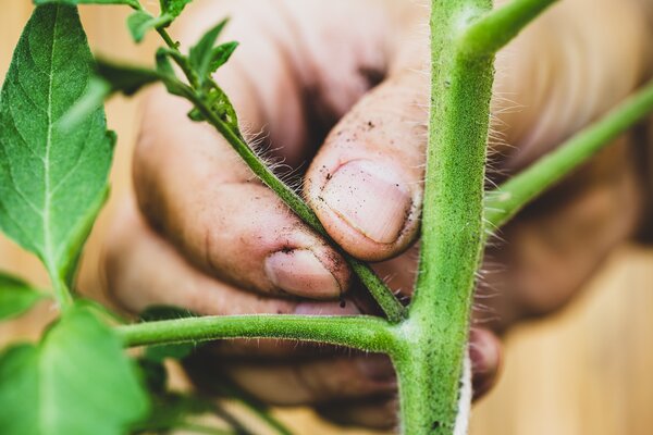 Pourriture apicale des tomates, retrait des gourmand, &eacute;bourgeonnage