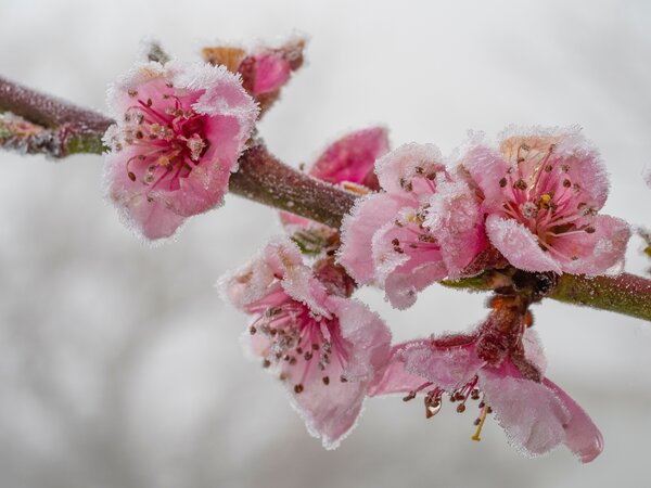 P&ecirc;cher, Prunus persica, fleur de p&ecirc;cher, gel&eacute;es tardives