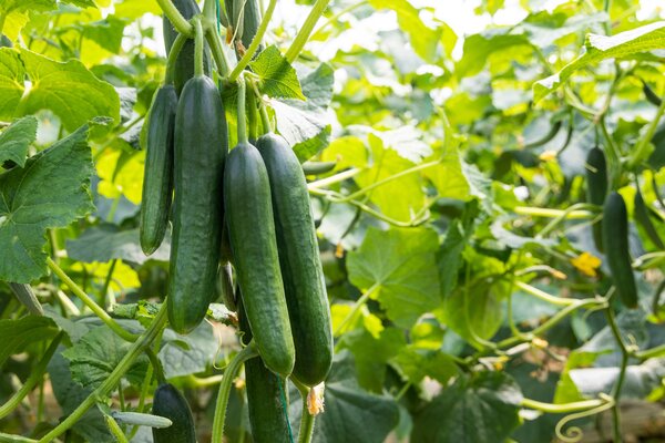 Concombres, Cucumis sativus