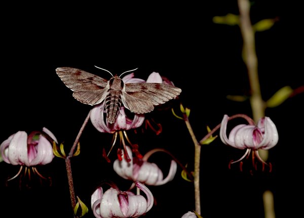 Sphinx pinastri, pollinisateur, local, Lilium martagon