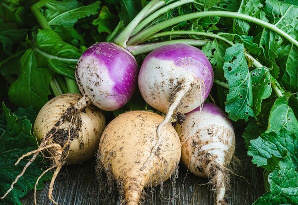 L&eacute;gumes d'hiver, choux, l&eacute;gumes racines, navet et rutabaga