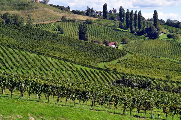 Vignoble, Vitis vinifera, vignes, bouture de vigne, multiplier la vigne