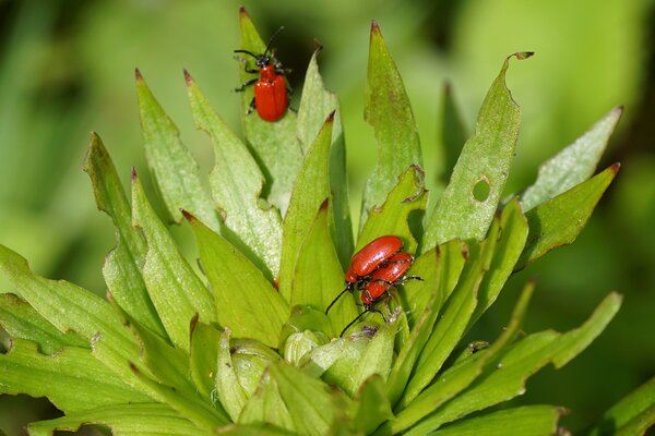 Crioc&egrave;re du lis, Lilioceris lilii sur des feuilles de lis