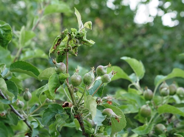 Puceron cendr&eacute; du pommier (Dysaphis plantaginea), forte d&eacute;formation des feuilles, impact sur les jeunes pommes