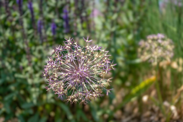 Allium christophii, inflorescence, ail ornemental