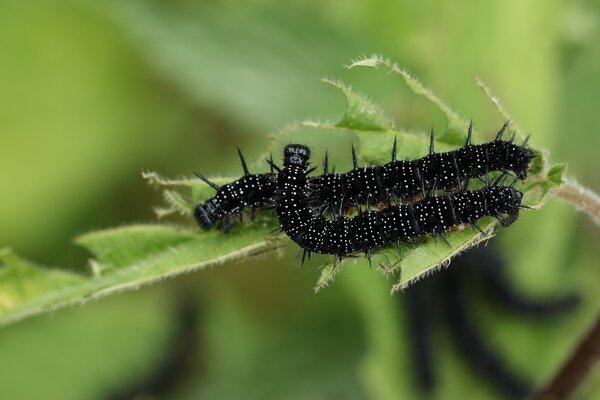 Ortie, Urtica dioica, Paon du jour, Aglais io