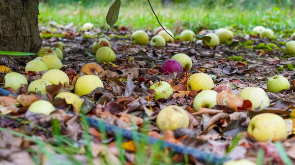 chute des fruits en juin