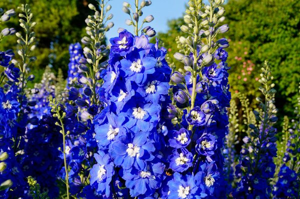 Delphinium
