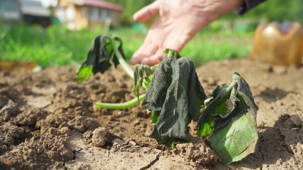 Dommage d&ucirc;s au gel, Plantes rustiques