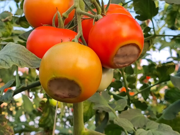 Pourriture apicale des tomates