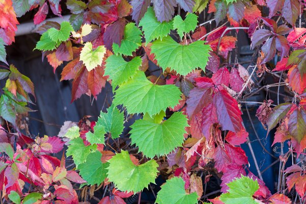 Vigne sauvage am&eacute;ricaine, Vitis, avec Parthenocissus, Parth&eacute;nocisse