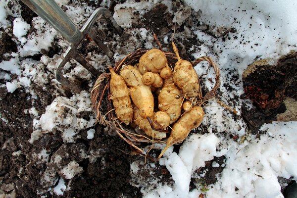 L&eacute;gumes d'hiver, chou, topinambour