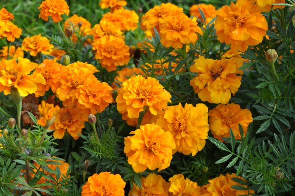 Tag&egrave;tes, &frac14;illets d'Inde &agrave; petites fleurs, Tagetes patula, nematode