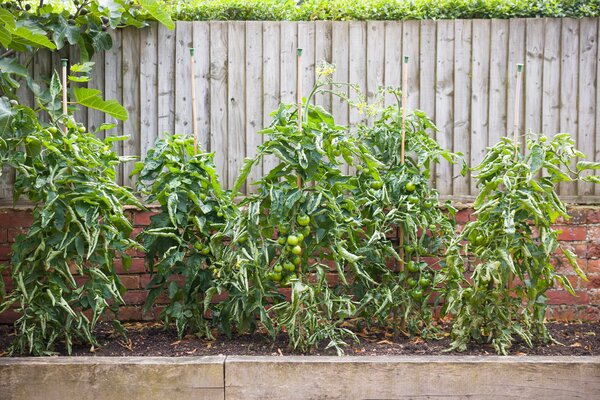 Enroulement des feuilles de tomates