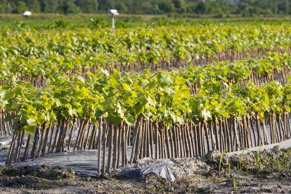 phyllox&eacute;ra, Vignes, ceps de vigne, greff&eacute;s, section